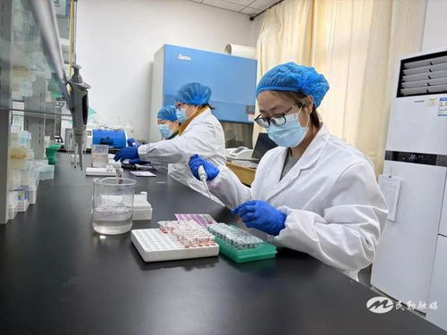 民勤縣2025年畜間布病免疫轉(zhuǎn)陽率檢測采血工作有序推進(jìn)